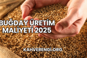 Buğday Üretim Maliyeti 2025
