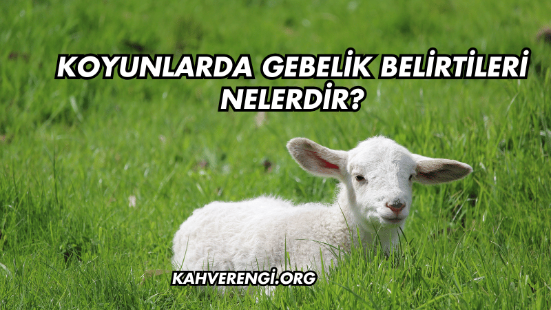 Koyunlarda Gebelik Belirtileri Nelerdir?