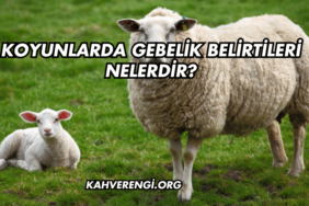 Koyunlarda Gebelik Belirtileri Nelerdir?