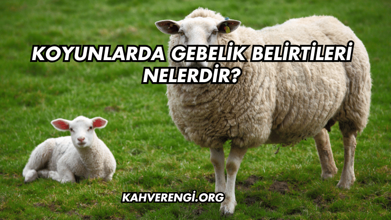 Koyunlarda Gebelik Belirtileri Nelerdir?