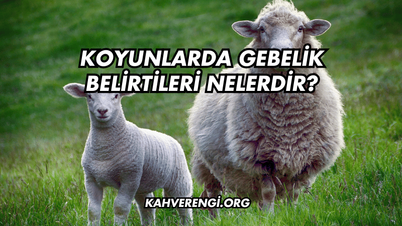 Koyunlarda Gebelik Belirtileri Nelerdir?