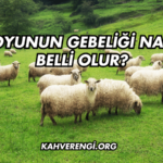 Koyunun Gebeliği Nasıl Belli Olur?