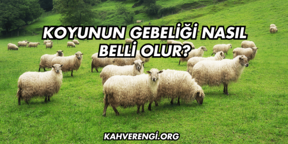 Koyunun Gebeliği Nasıl Belli Olur?
