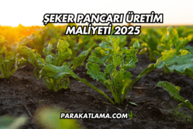 Şeker Pancarı Üretim Maliyeti 2025