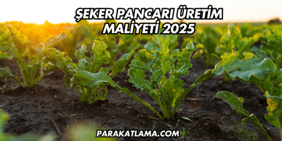 Şeker Pancarı Üretim Maliyeti 2025